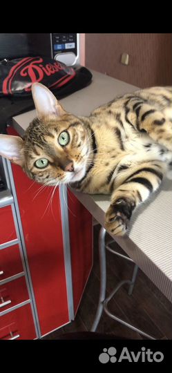 Бенгальская кошка