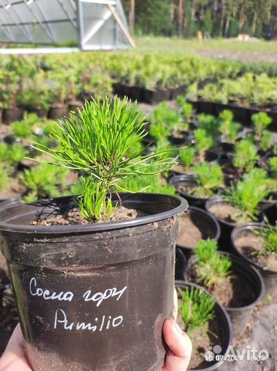 Сосна горная Пумилио (Pumilio) и Мугус (Mughus)