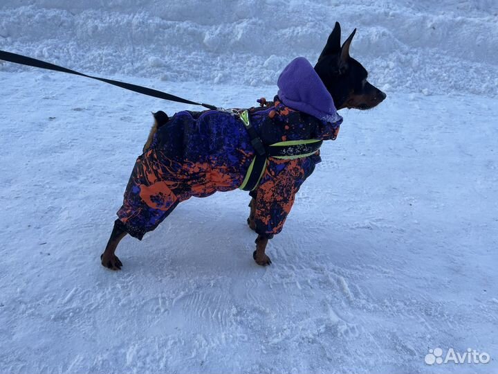 Цвергпинчер вязка