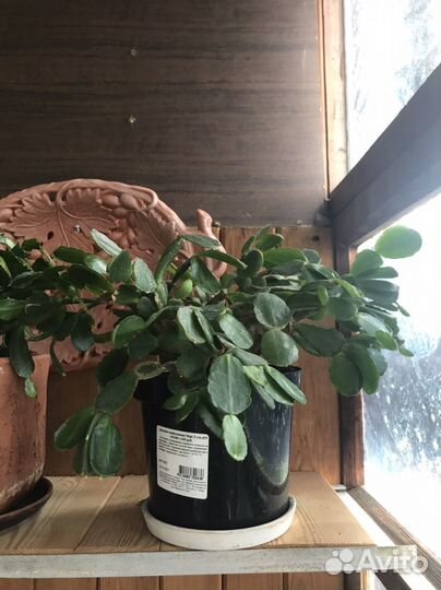 Декабрист шлюмбергера