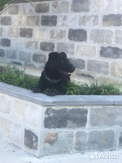 Маленький песик