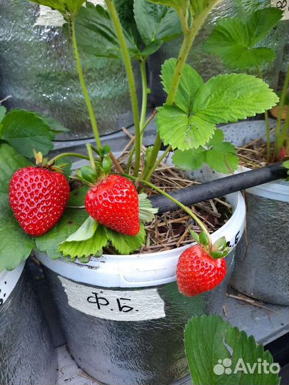 Рассада клубники