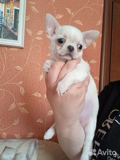 Щенки чихуахуа