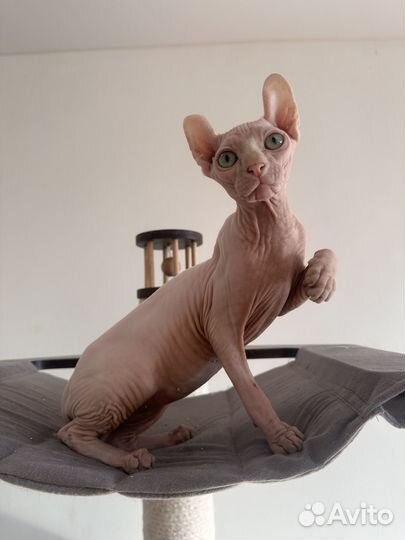 Кошечка породы Эльф