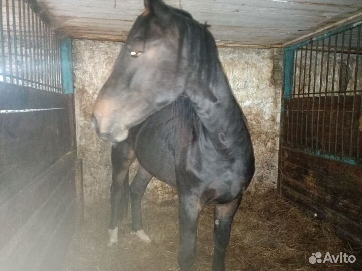 Лошадь жеребец