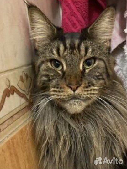 Услуги ветеринарного врача