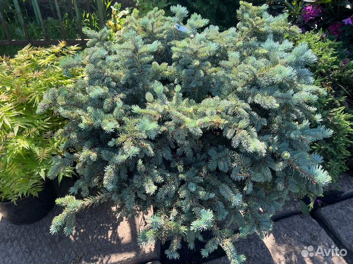 Ель глаука глобоза (Glauca Globosa) 80-100 см