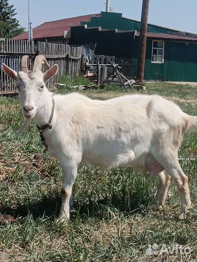 Дойная коза, козлята