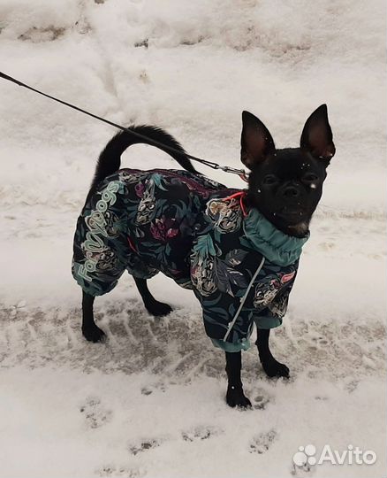 Зимний комбинезон для мини собачки