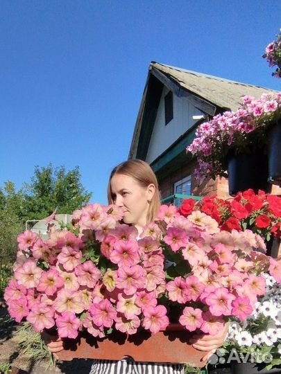 Петуния ампельная