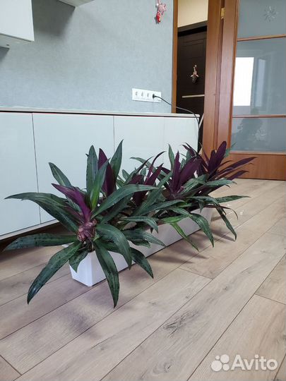 Традесканция рео