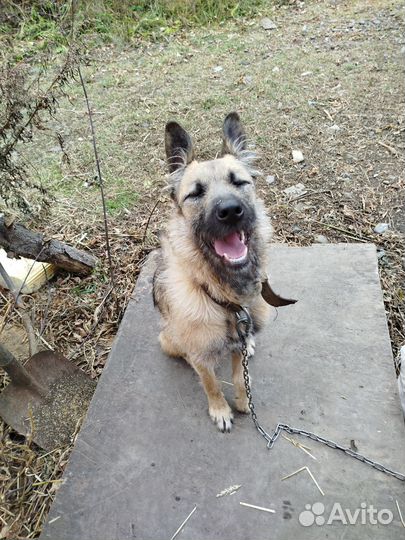 Собака в добрые руки щенок