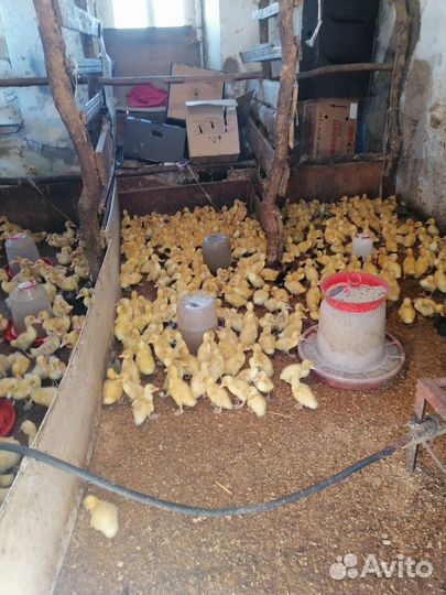 Утки башкирские