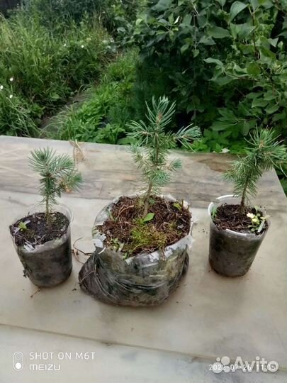Ель Энгельмана (лат. Picea engelmannii)