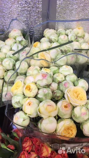 Пионовидная кустовая роза живые цветы. Доставка