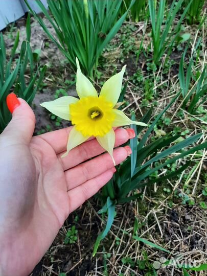 Луковицы нарциссов
