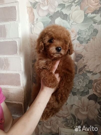 Тойчики девочки