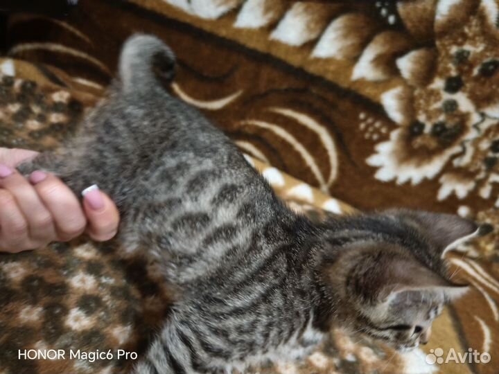 Бенгальский котенок девочка