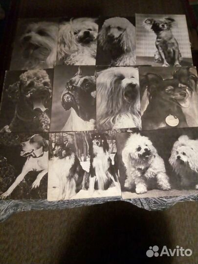 Открытки с видами собак