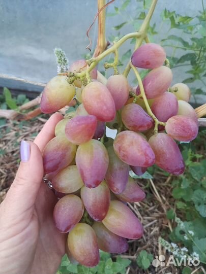 Черенки винограда