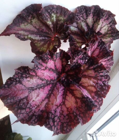 Бегония декоративно лиственная