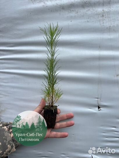 Зкс и окс Сосна Ель Лиственница сеянцы Голуб горн