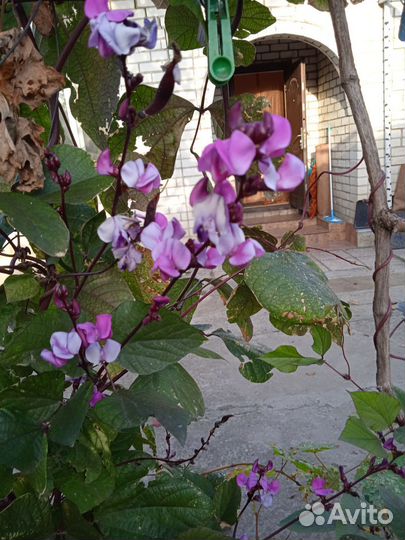 Растение, цветы