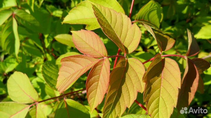 Клен канадский саженцы