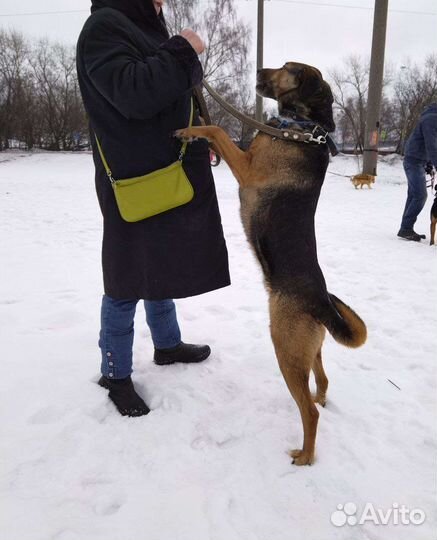 Умка ищет семью (Собака из приюта)