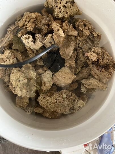 Живые морские камни, рыба, бой дивых камней