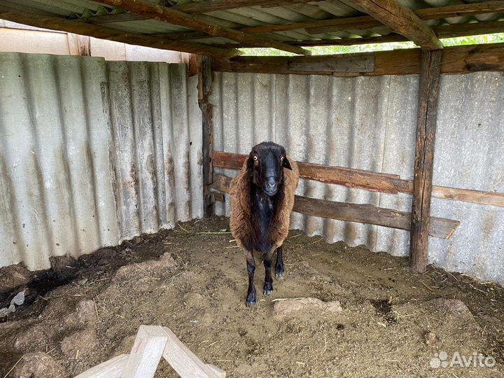 Овцы Гессары