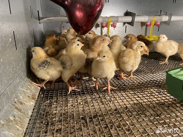 Нидерхайнер и/я, цыплята