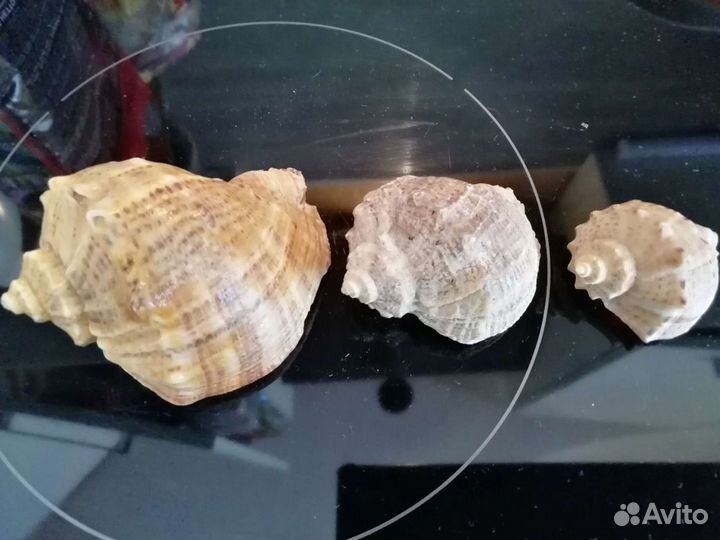 Морские ракушки раковины и для аквариума