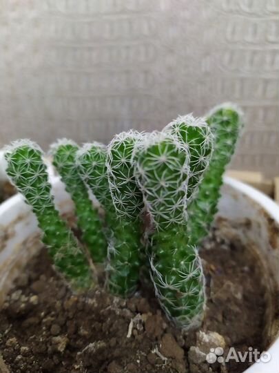Кактус