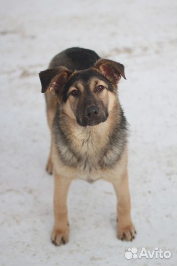 Дружок ищет дом