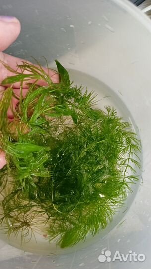 Аквариумное растение роголистник