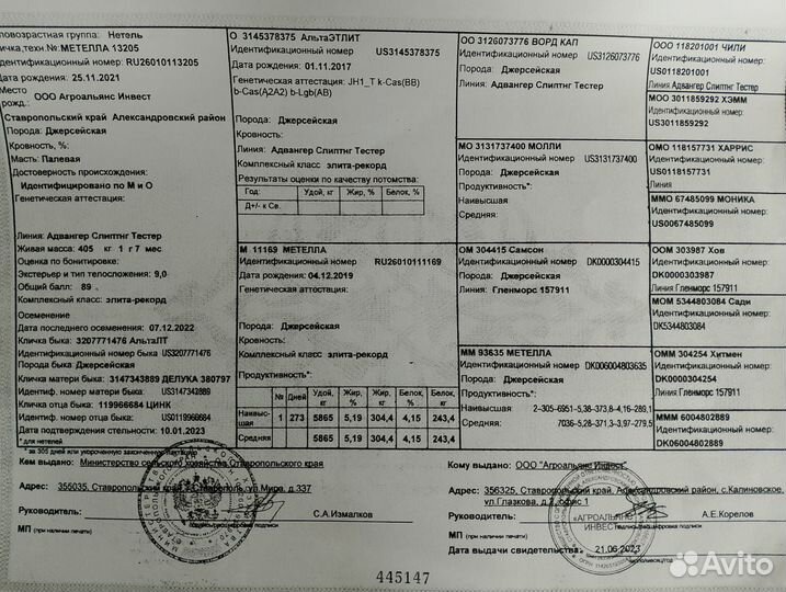 Джерсейская телка 1.2 года