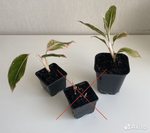 Комнатные растения