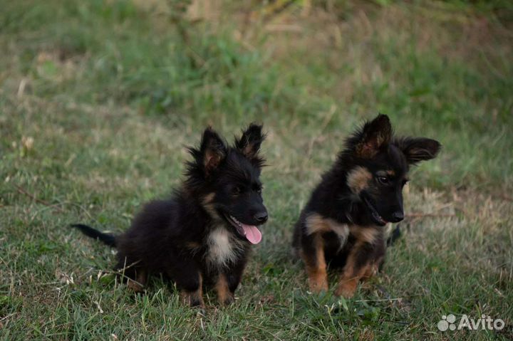 Собака в добрые руки отдам бесплатно