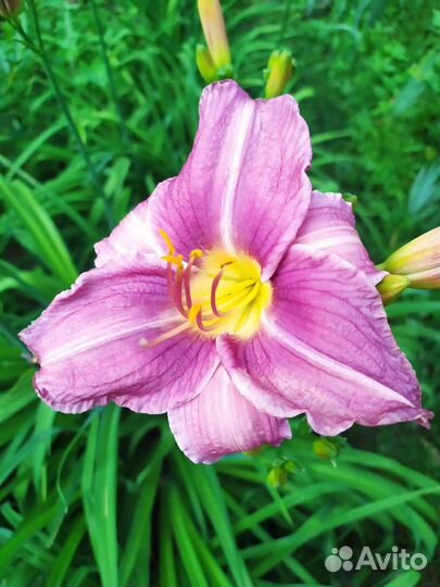 Сортовые лилейники