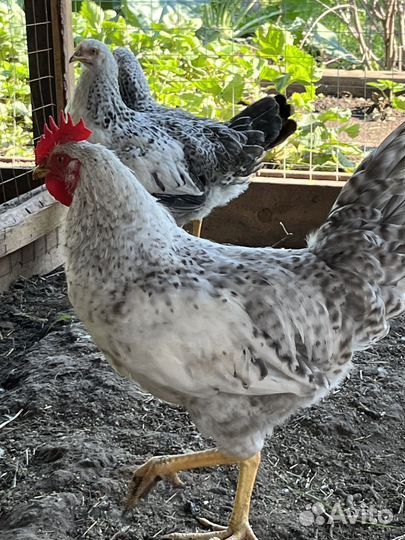 Молодые петушки