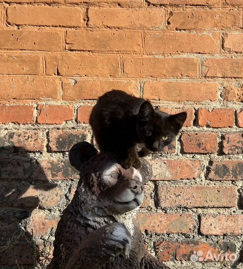 Котята в добрые руки, бесплатно