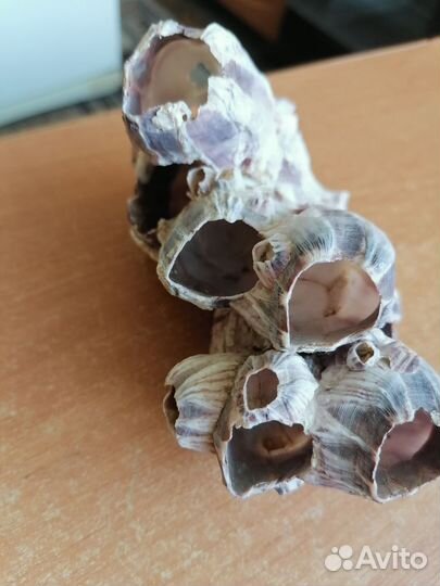 Морские кораллы