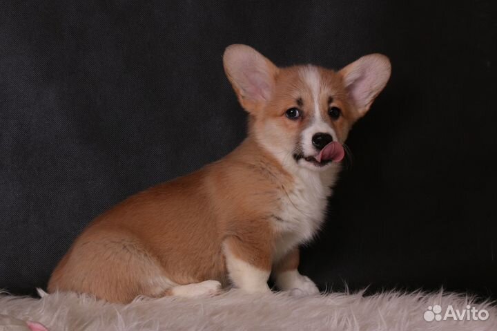 Великолепные щенки вельш корги пемброк