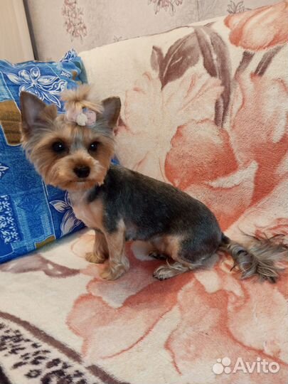 Йоркширский терьер щенки
