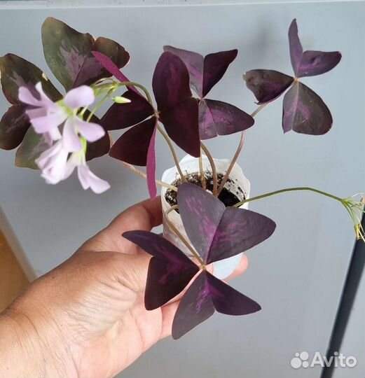 Оксалис - кислица. Цветок любви