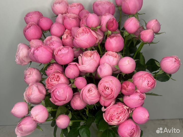 Роза кустовая пионовидная