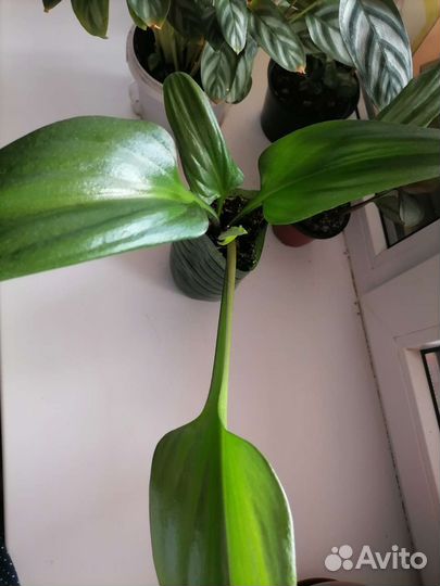 Дримиопсис