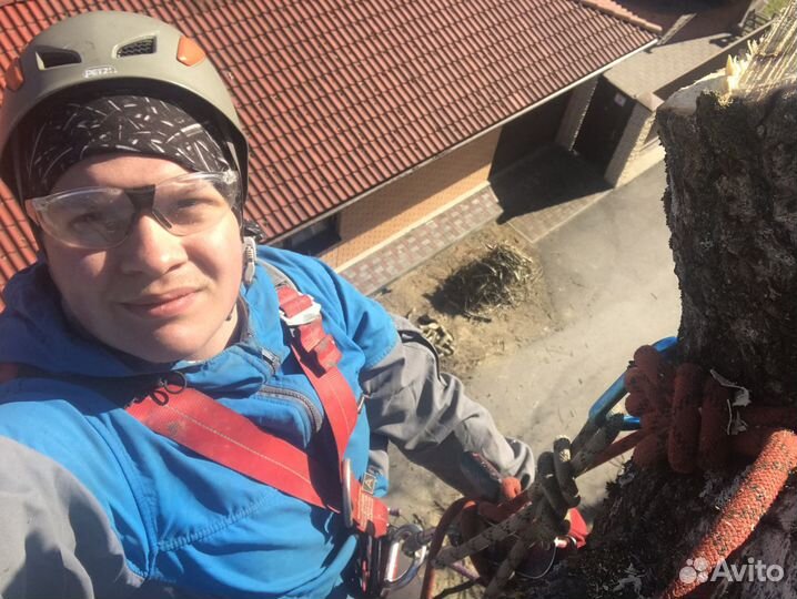 Спил деревье