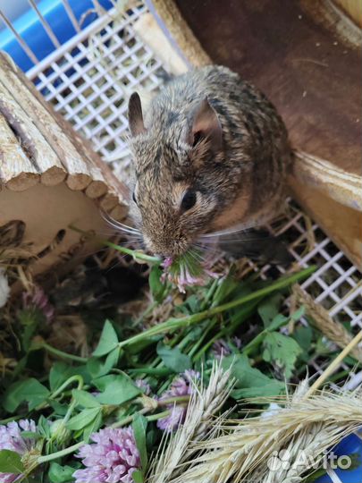 Чилийская белка Дегу